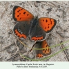 lycaena phlaeas copula rostov